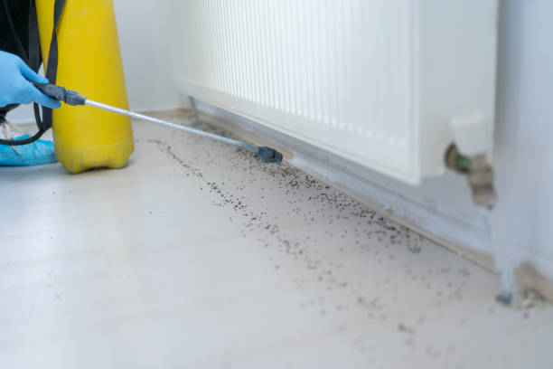 Reliable Rio Linda, CA Pest Control Solutions