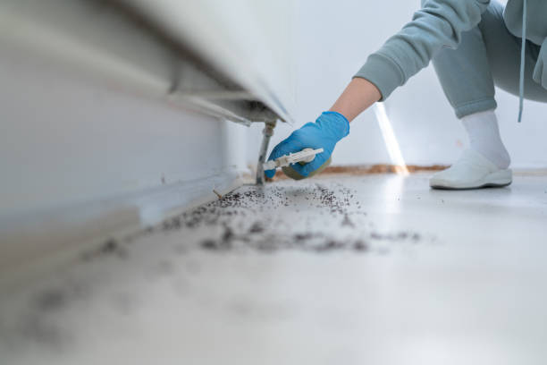 Best Affordable Pest Control Services  in Rio Linda, CA